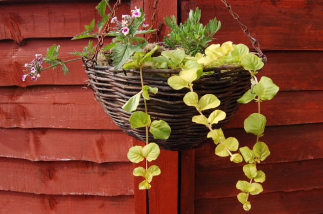 hanging baskets