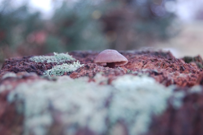 Mushroom growing on a New Forest gate