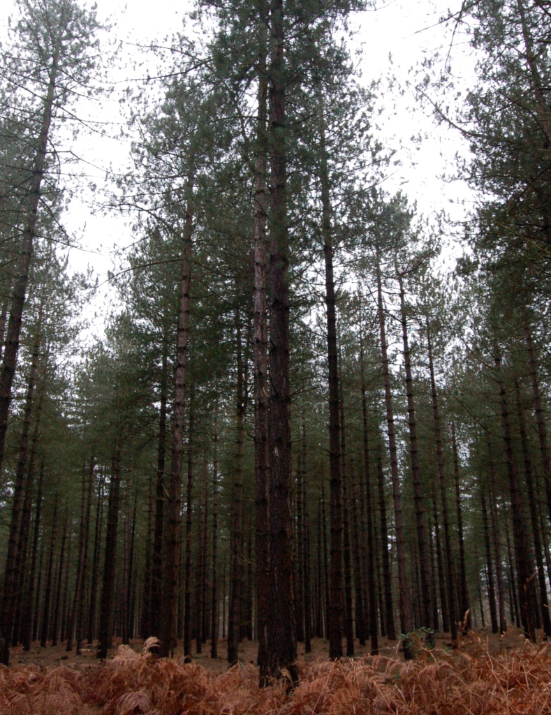 new_forest_trees