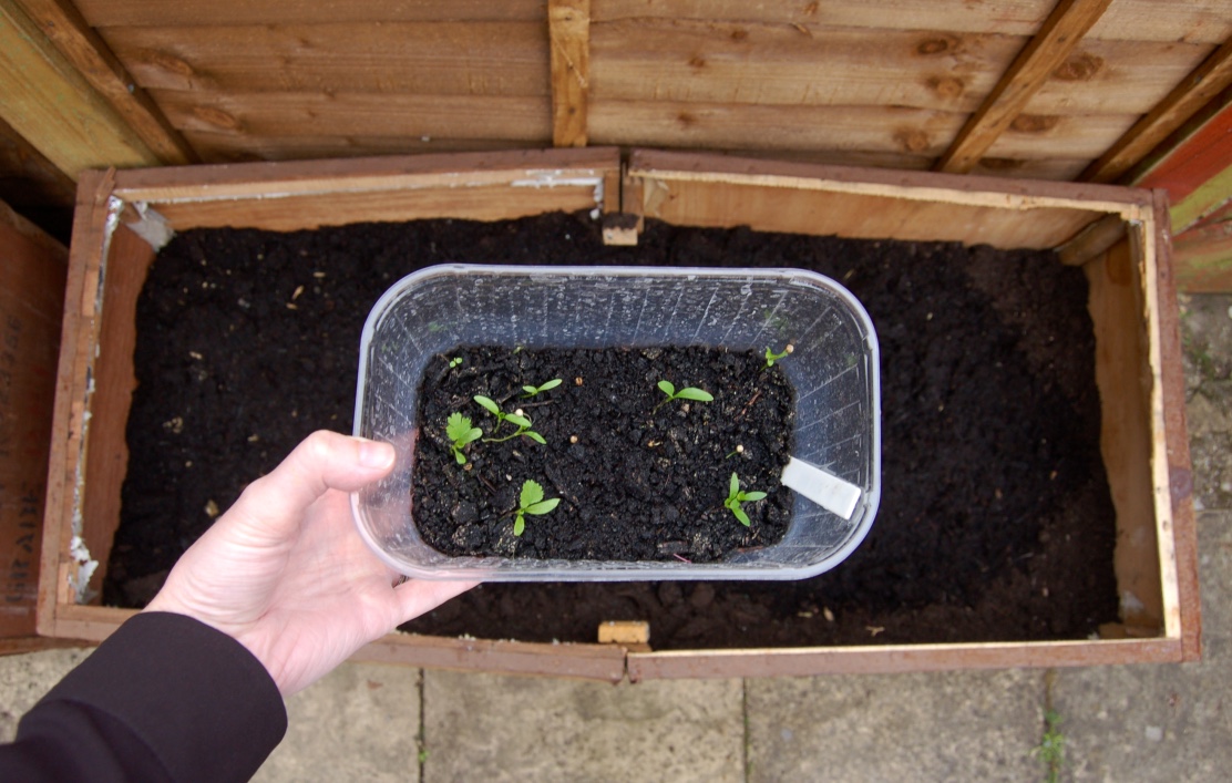 grow-your-own-coriandor