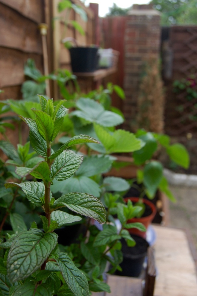 grow-your-own-shelves-mint