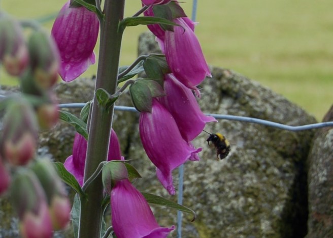 the bees_foxglove