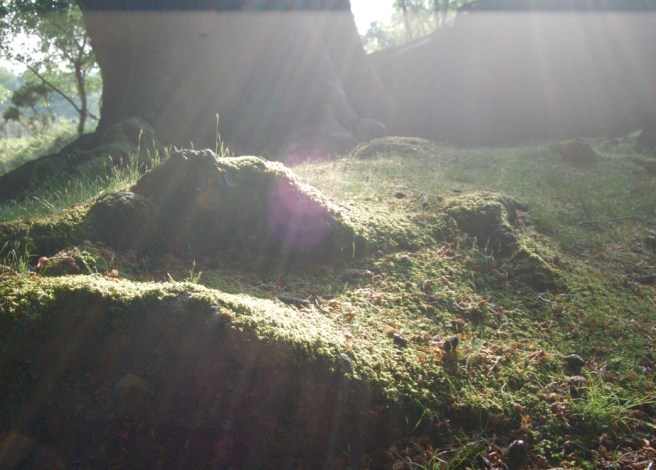 july_spurred_on_new_forest_light2