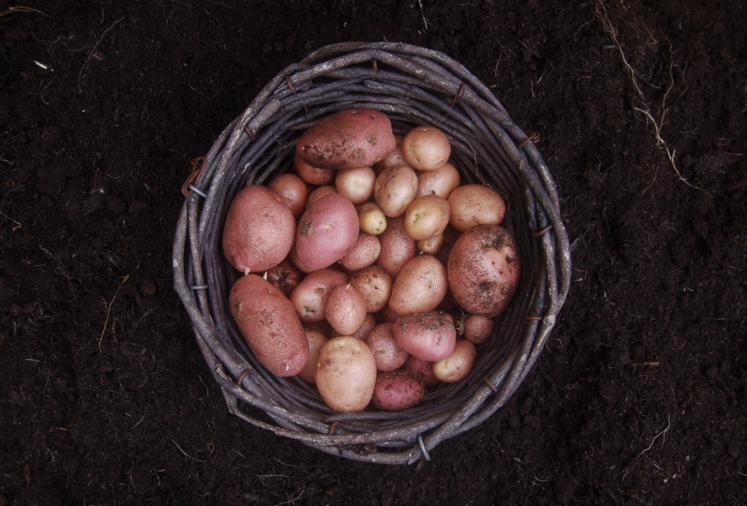 harvest2016_potatoes
