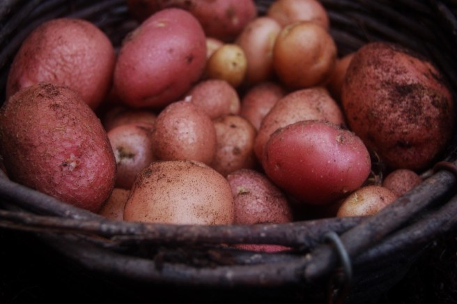 harvest2016_potatoes_closeup