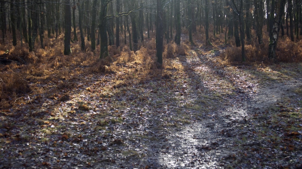 ashdown_forest_trees_winter