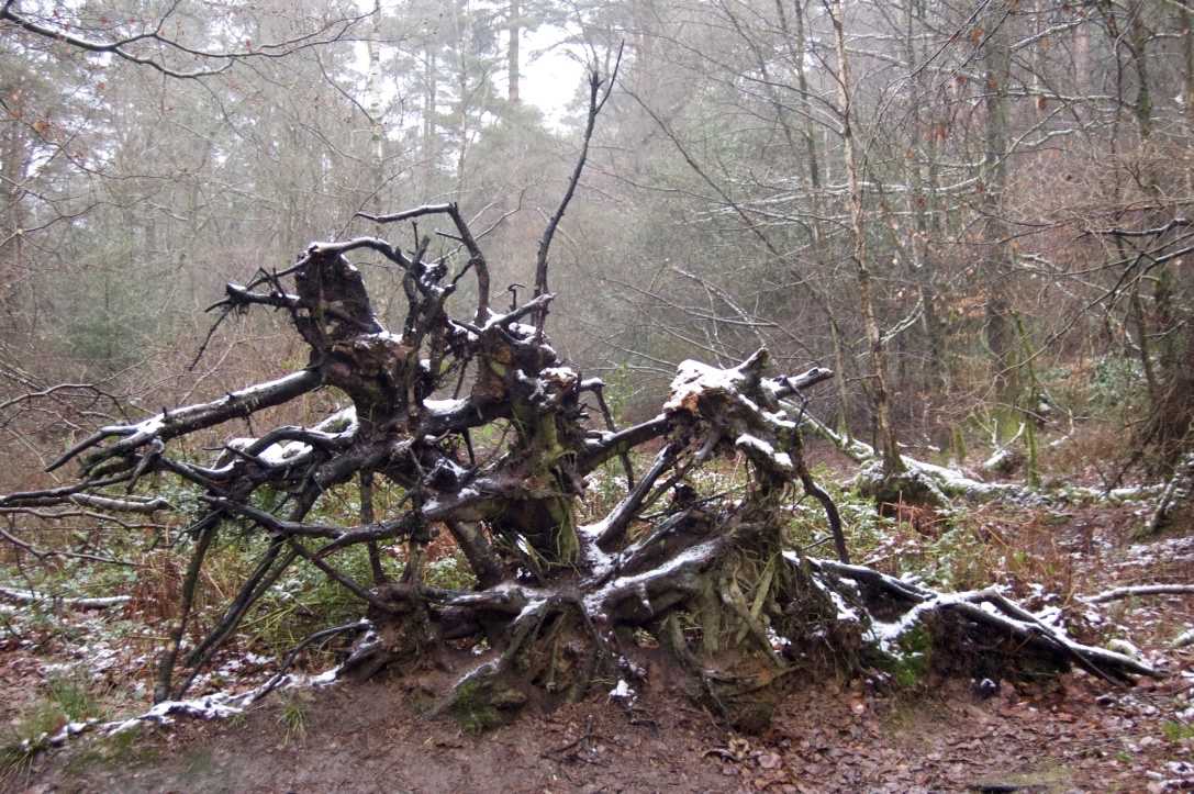 leith_hill_fallen_tree_snow
