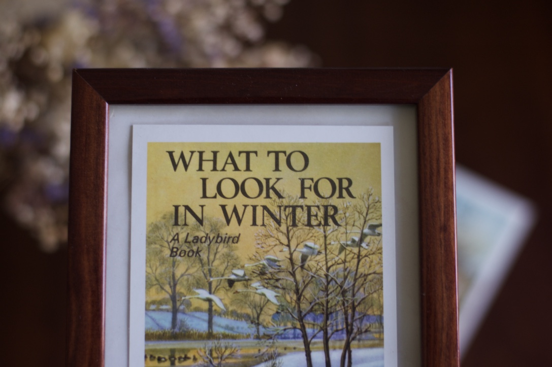 what_to_look_for_in_winter