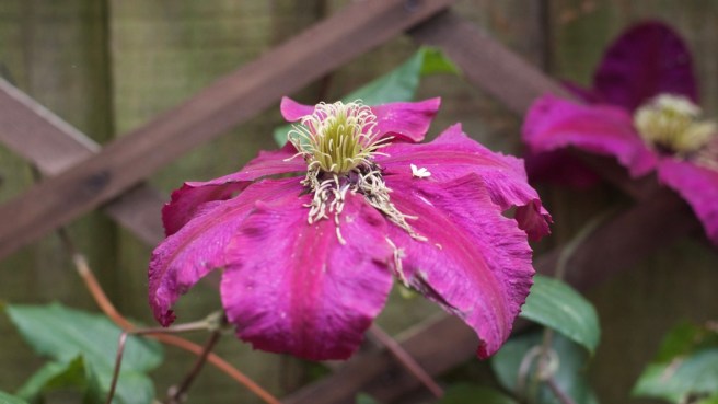 clematis