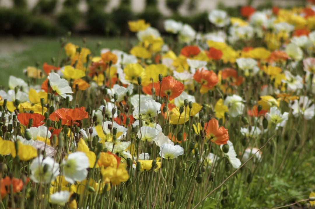 poppies_jardin_de_pplantes