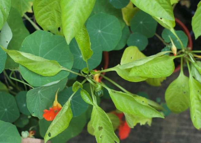 nasturtiums_and_peppers