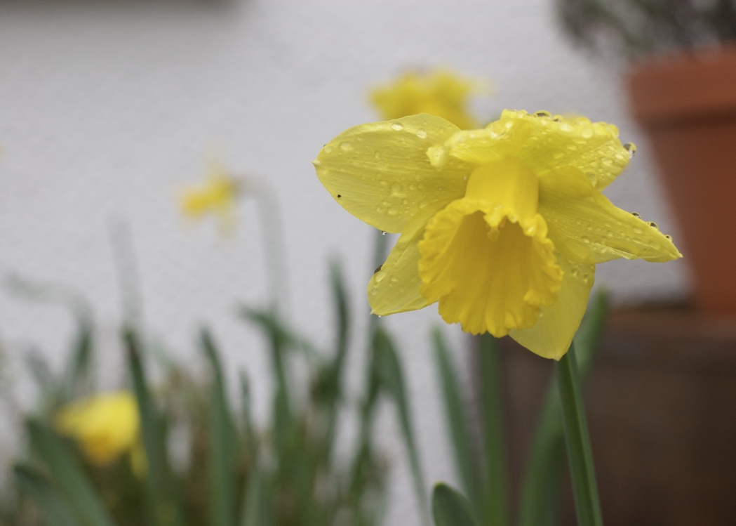 spring_daffodils
