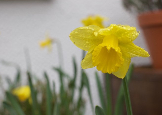 spring_daffodils