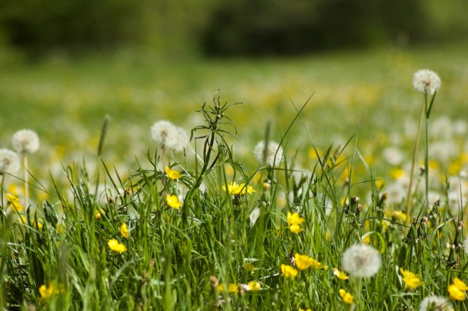 kent_field_dandelion