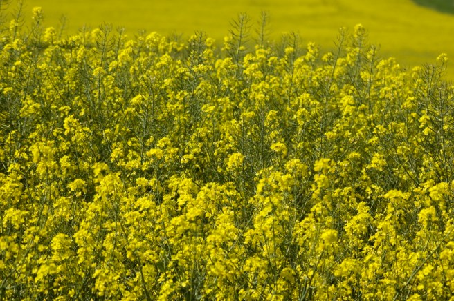 kent_yellow_field
