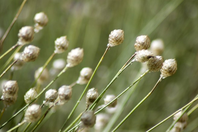 garden_summer_ham_house