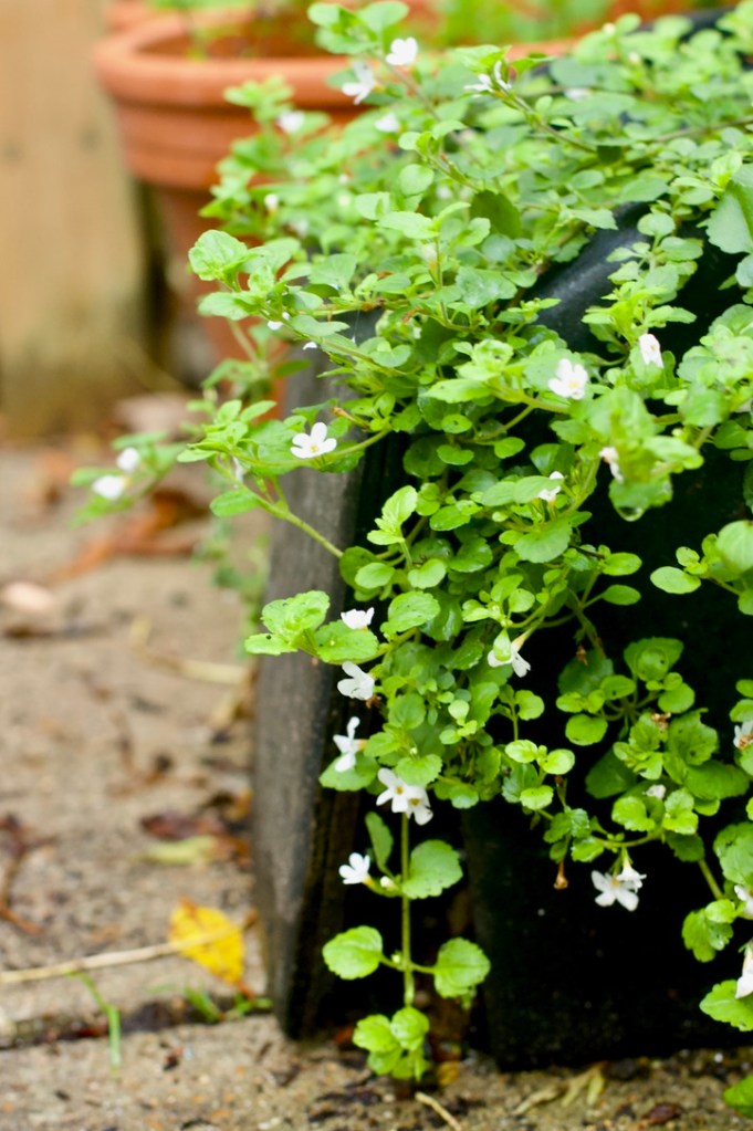 White flowering bacopa plant in a black upcycled speaker.