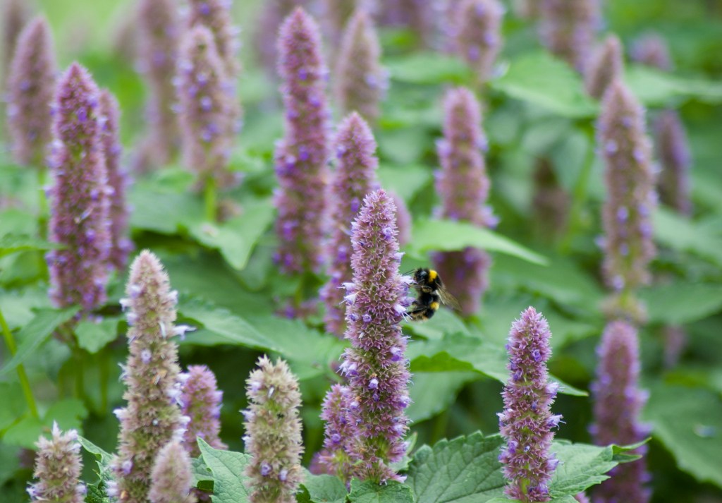 Purple salvia flowers with a bee landed on one of them